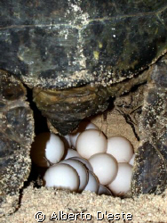 Turtle eggs to do... by Alberto D'este 